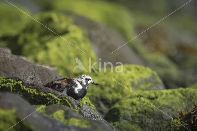 Steenloper (Arenaria interpres)