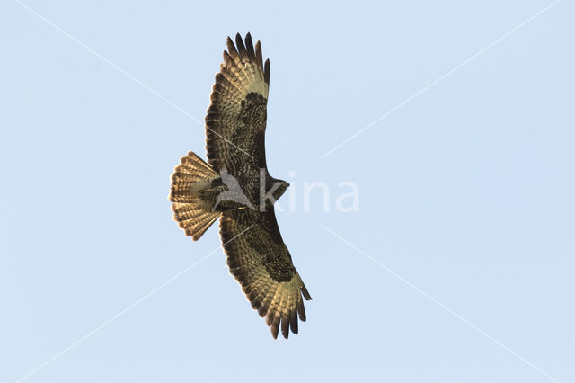 Buizerd (Buteo buteo)