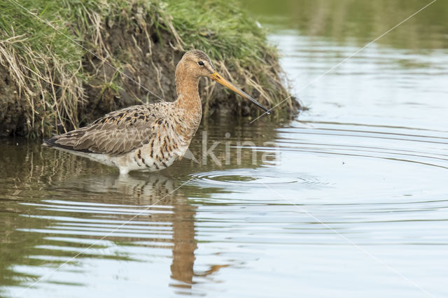 Grutto (Limosa limosa)