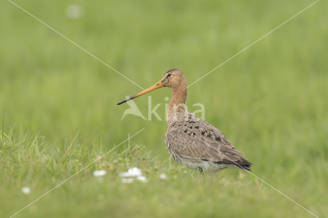 Grutto (Limosa limosa)