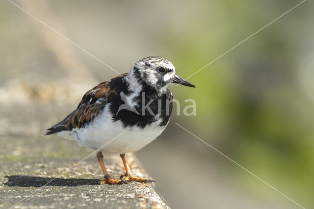 Steenloper (Arenaria interpres)