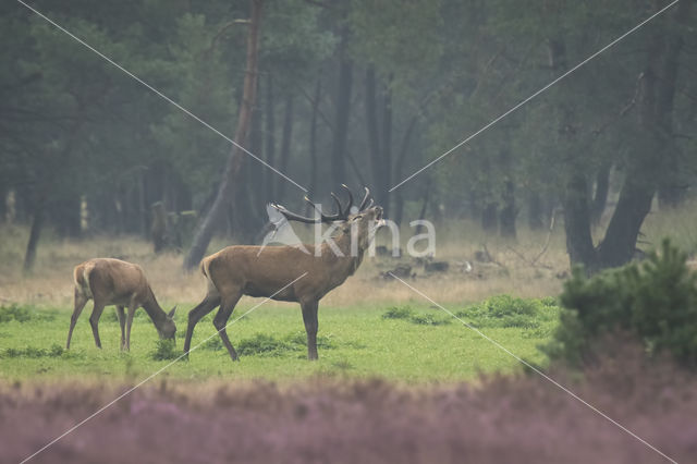 Red Deer (Cervus elaphus)