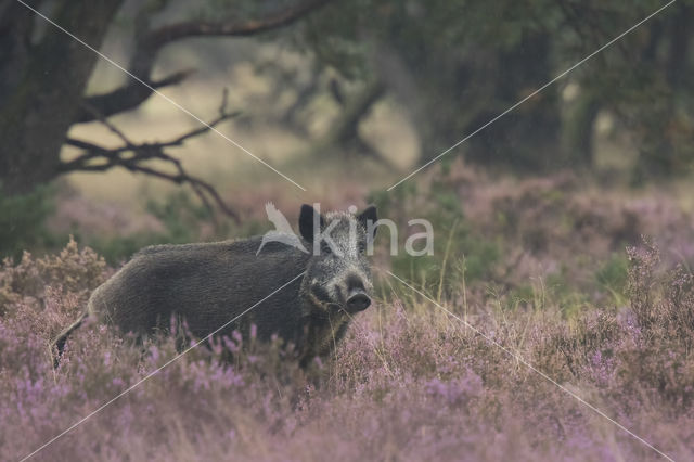 Wild zwijn