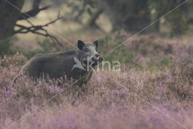 Wild zwijn