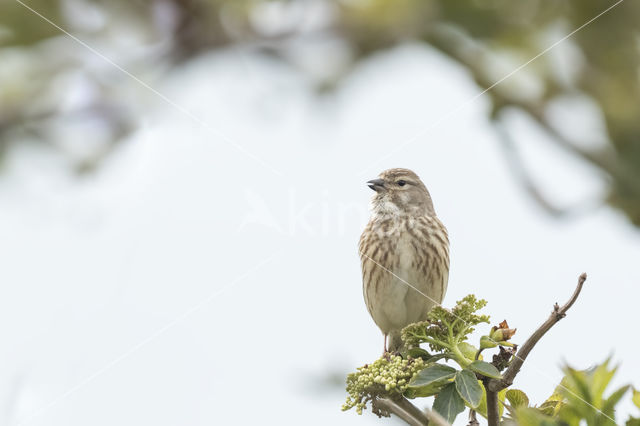 Rietgors (Emberiza schoeniclus)