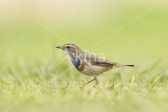 Blauwborst (Luscinia svecica)