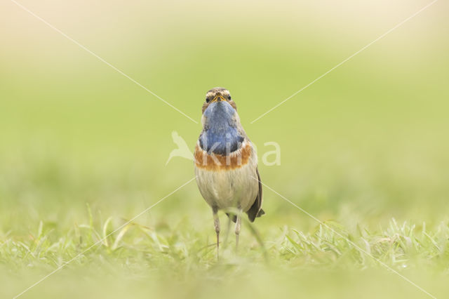 Blauwborst (Luscinia svecica)