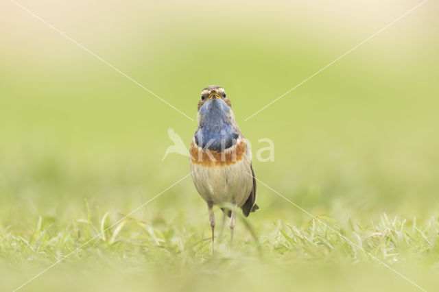 Blauwborst (Luscinia svecica)