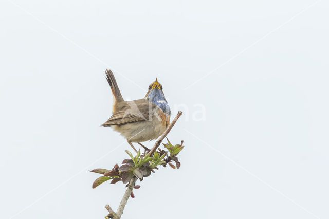 Blauwborst (Luscinia svecica)