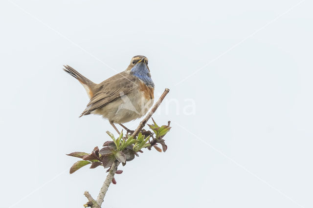 Blauwborst (Luscinia svecica)