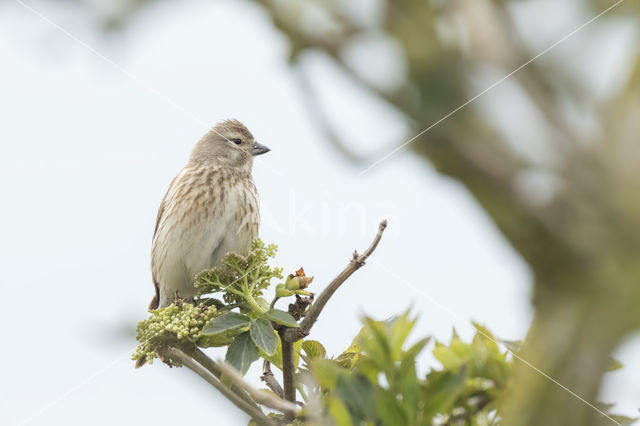 Rietgors (Emberiza schoeniclus)