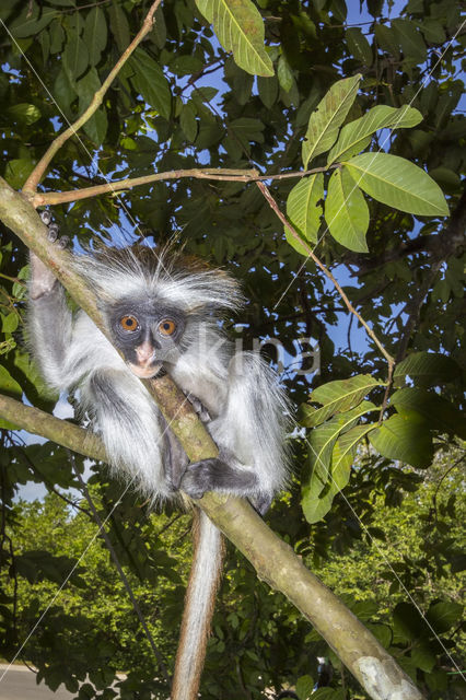 Zanzibarfranjeaap (Piliocolobus kirkii)