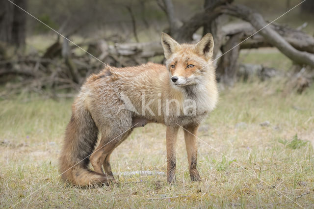 Fox (Vulpes vulpes)