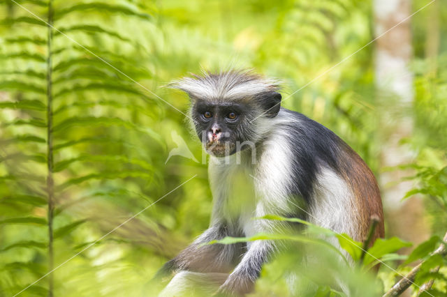 Zanzibarfranjeaap (Piliocolobus kirkii)