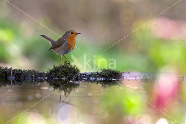 European Robin (Erithacus rubecula)