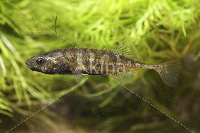 Ninespine Stickleback (Pungitius pungitius)