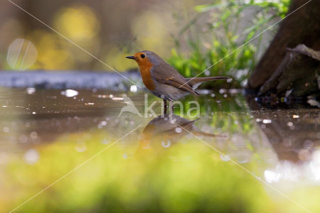 European Robin (Erithacus rubecula)