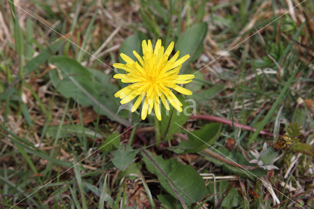 Schraalland paardenbloem (Taraxacum spectabilia)