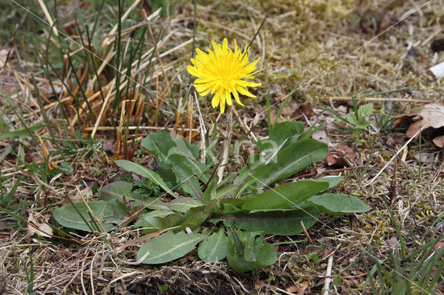 Schraalland paardenbloem (Taraxacum spectabilia)