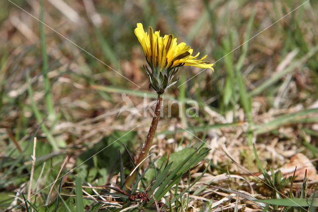 Taraxacum spectabilia