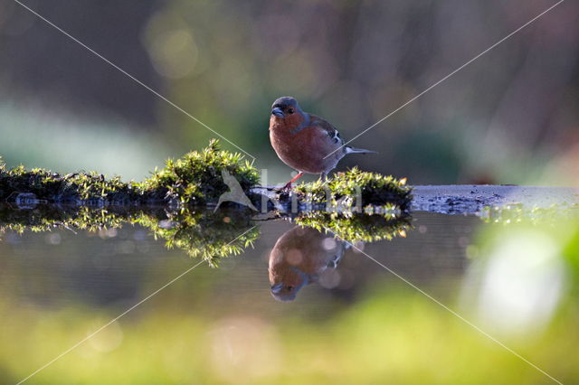 European Robin (Erithacus rubecula)