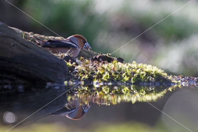 Appelvink (Coccothraustes coccothraustes)