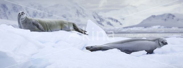 Crabeater Seal (Lobodon carcinophaga)