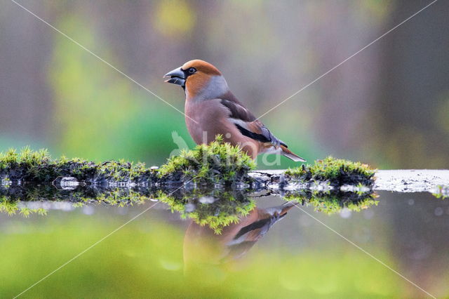 Hawfinch (Coccothraustes coccothraustes)