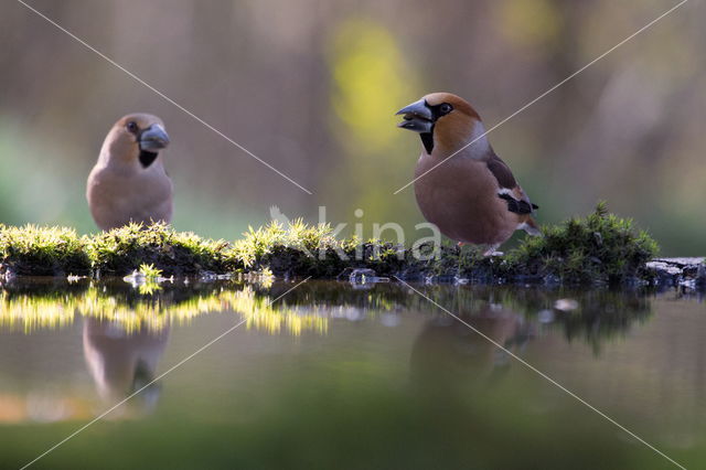 Hawfinch (Coccothraustes coccothraustes)