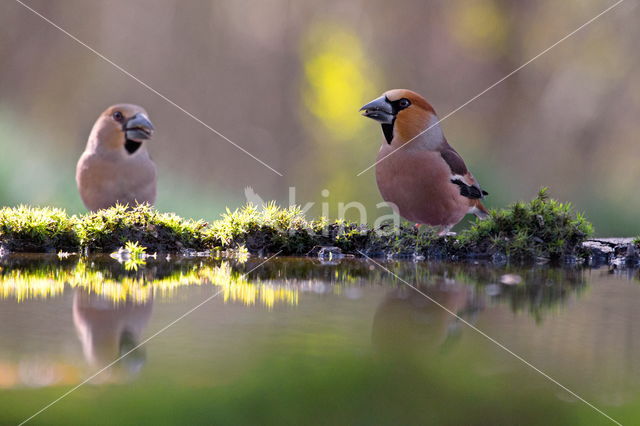 Hawfinch (Coccothraustes coccothraustes)