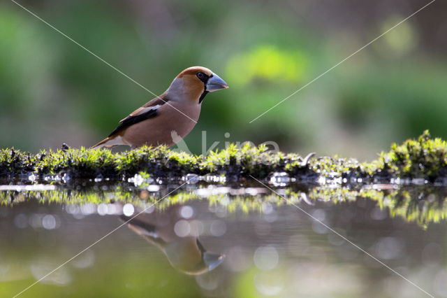 Hawfinch (Coccothraustes coccothraustes)