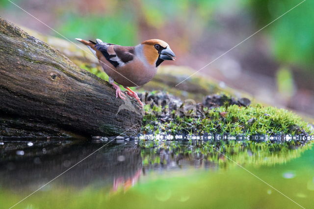 Appelvink (Coccothraustes coccothraustes)