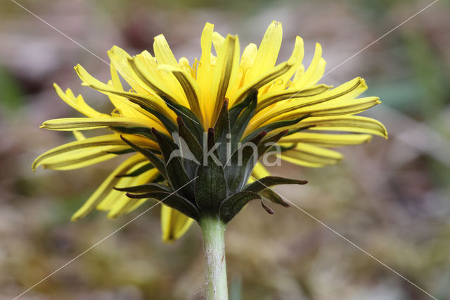 Schraalland paardenbloem (Taraxacum spectabilia)