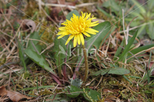 Schraalland paardenbloem (Taraxacum spectabilia)