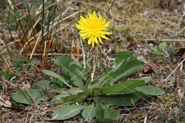 Schraalland paardenbloem (Taraxacum spectabilia)