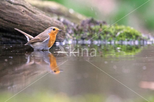 European Robin (Erithacus rubecula)