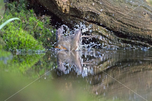 Roodborst