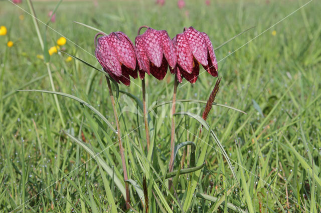 Wilde kievitsbloem (Fritillaria meleagris)