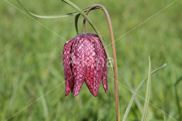 Wilde kievitsbloem (Fritillaria meleagris)