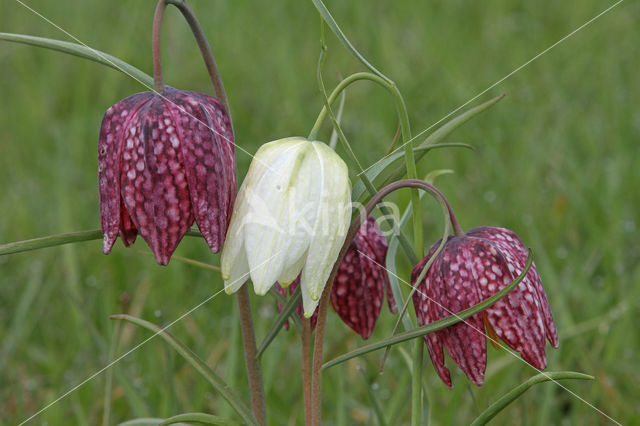 Wilde kievitsbloem (Fritillaria meleagris)