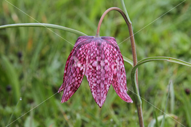 Wilde kievitsbloem (Fritillaria meleagris)