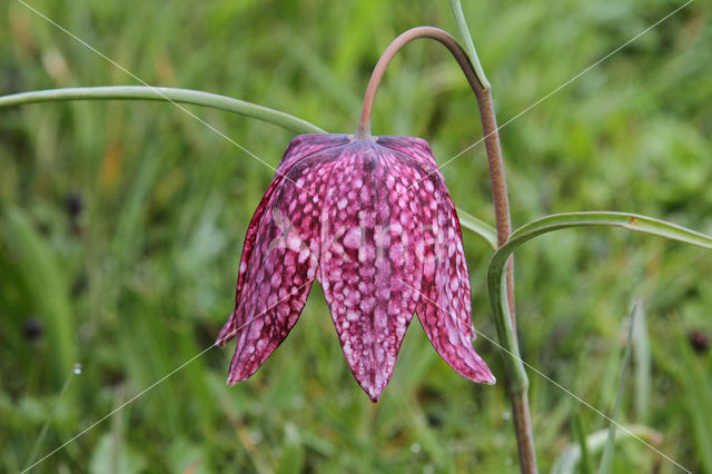 Wilde kievitsbloem (Fritillaria meleagris)