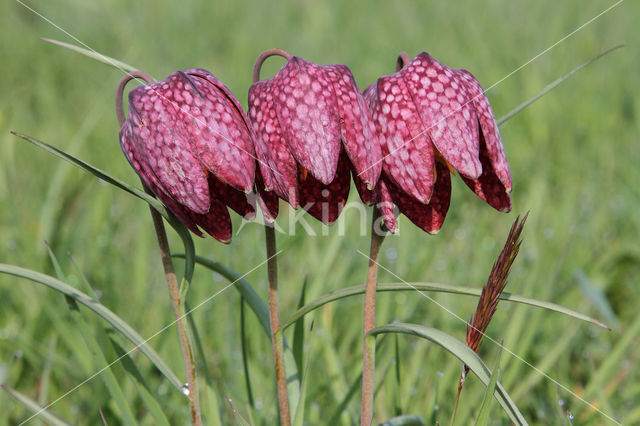 Wilde kievitsbloem (Fritillaria meleagris)