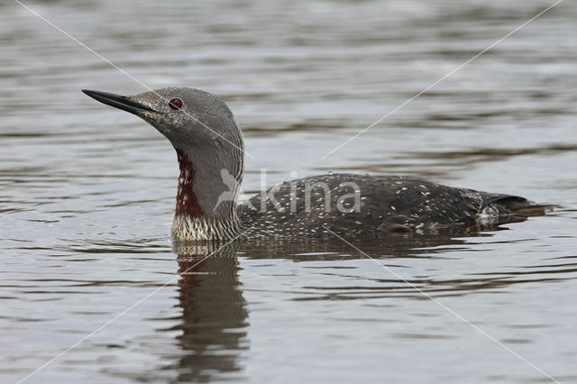 Red-throated Loon