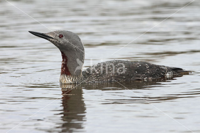 Red-throated Loon