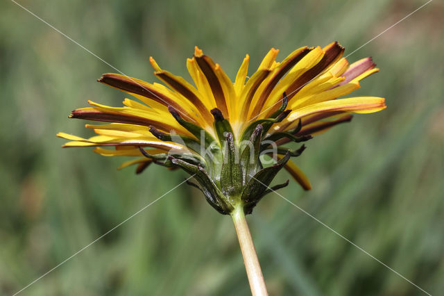 Taraxacum spectabilia