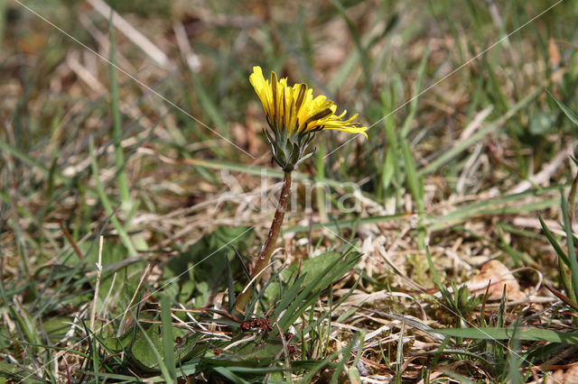 Schraalland paardenbloem (Taraxacum spectabilia)