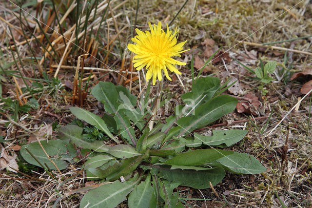 Schraalland paardenbloem (Taraxacum spectabilia)