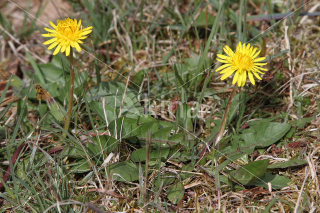 Taraxacum spectabilia