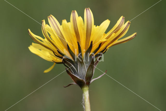 Schraalland paardenbloem (Taraxacum spectabilia)